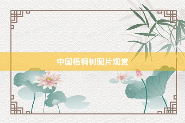 中国梧桐树图片观赏