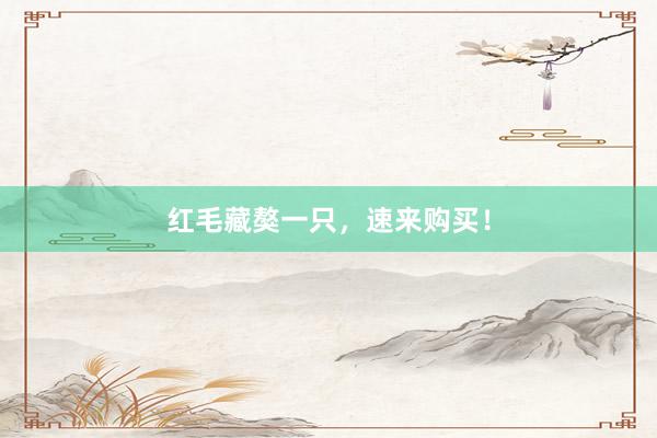 红毛藏獒一只,速来购买!