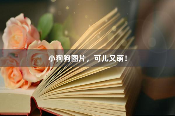 小狗狗图片，可儿又萌！